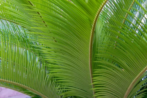 Palm tree leaf texture or background pattern. — Stock Photo, Image