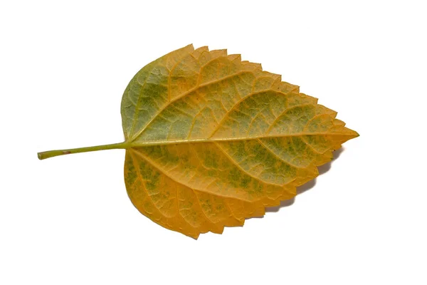 Foglia verde gialla isolata su sfondo bianco. Ritaglio foglie Pa — Foto Stock