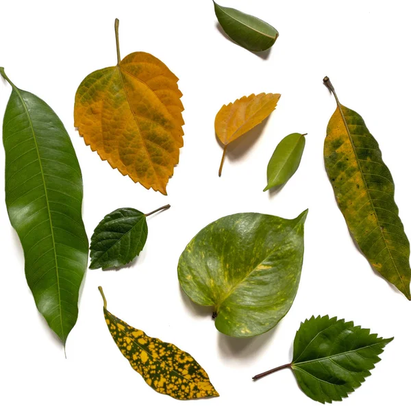 Collezione vari modelli di foglie verdi per concetto di natura è — Foto Stock