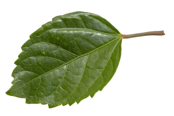 Foglia verde isolata su fondo bianco. percorso di ritaglio foglie — Foto Stock