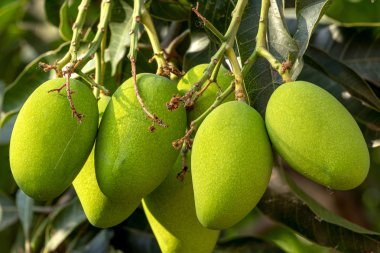 Ham yeşil Mangoes