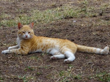 Cat (Felis Domesticus) karada ayarı, Tanzanya, Afrika.