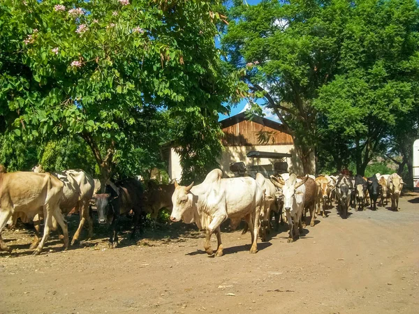 Boi (Bula e Vaca) em movimento em grupos na tanzânia, África — Fotografia de Stock