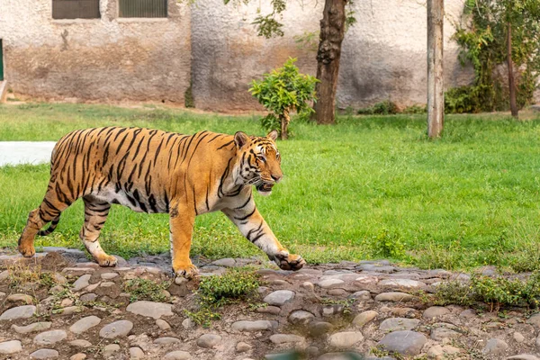 Bengalski Tygrys spacerów w parku zoologicznym Chhatbir położony blisko — Zdjęcie stockowe