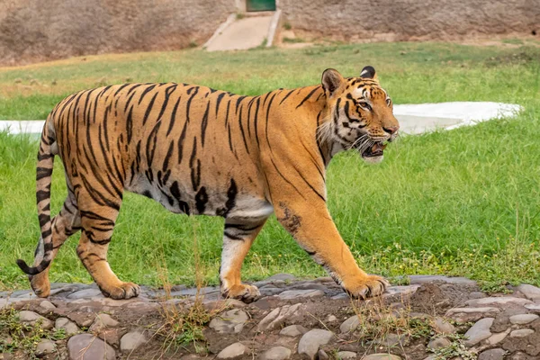 動物園で歩くベンガルの虎 — ストック写真
