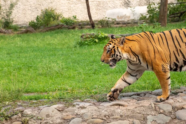 Бенгальский тигр прогулка в Чхатбир Зоологический парк расположен недалеко — стоковое фото