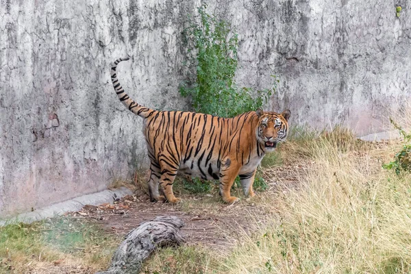 Bengalski Tygrys portret w zoo, patrząc na odległość — Zdjęcie stockowe