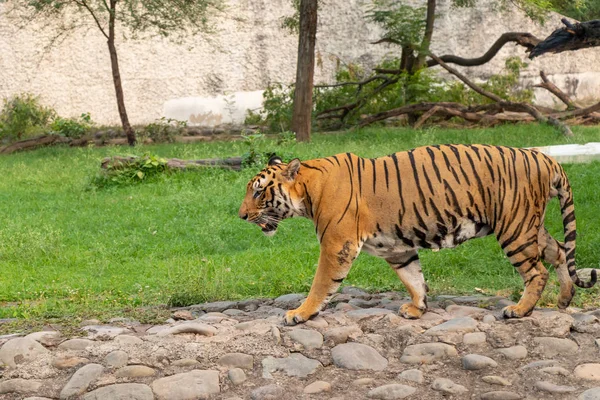 Bengalski Tygrys spacerów w parku zoologicznym Chhatbir położony blisko — Zdjęcie stockowe
