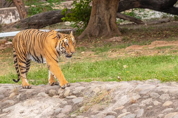 Królewski Bengalski Tygrys Walking in zoo. — Zdjęcie stockowe