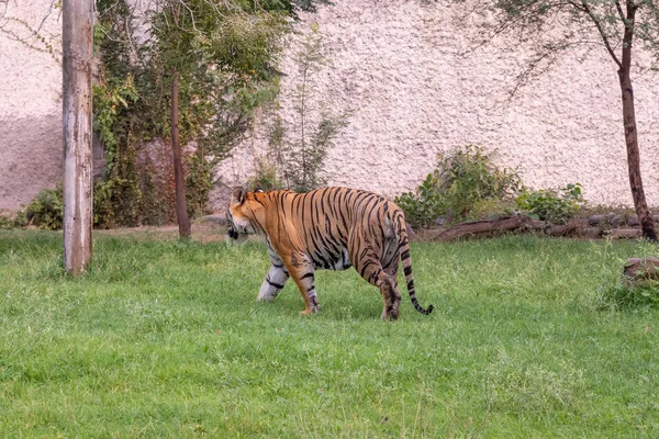 Tygrys Bengalski chodzenie na trawie w zoo — Zdjęcie stockowe
