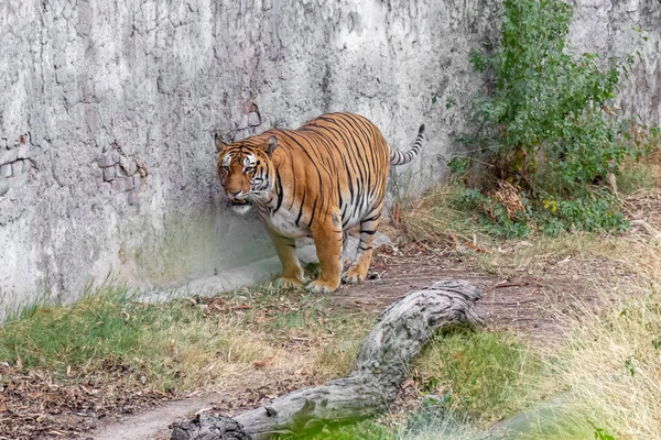 Tygrys Bengalski stojący ze ścianą w zoo — Zdjęcie stockowe
