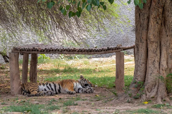 Tiger Sleeping pod drewnianym stoisku w zoo. — Zdjęcie stockowe