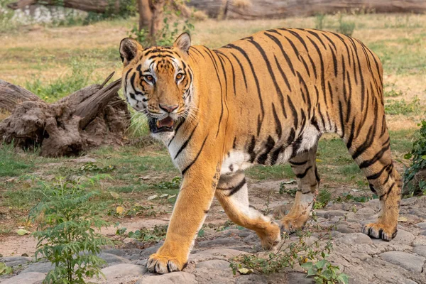 Królewski Bengalski Tygrys patrząc agresywnie na odległość w zoo — Zdjęcie stockowe