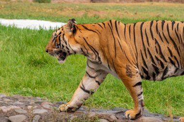 Kraliyet Bengal kaplanı Hayvanat Bahçesi'nde mesafeye bakıyor.