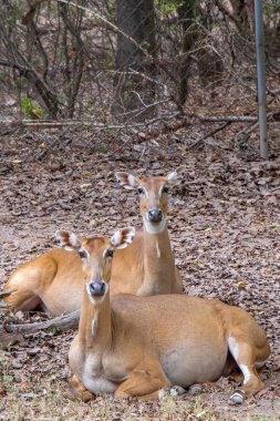 İki güzel geyik kameraya bakıyor, birlikte oturuyor..