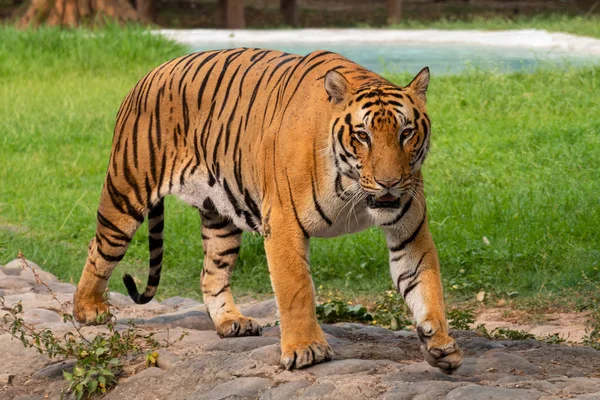 Portrait of a Royal Bengal tiger alert and staring at the camera — Stock Photo, Image