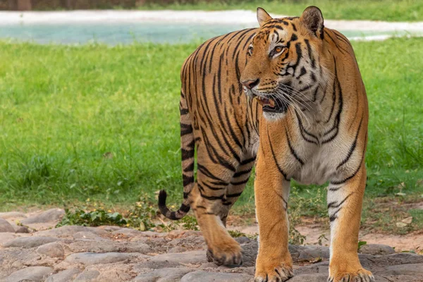 Portret Bengalski Tygrys, patrząc na odległość — Zdjęcie stockowe