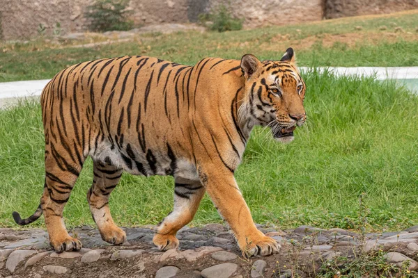 Bengal Tiger walking on concrete path. Looking Great. — Stock Photo, Image