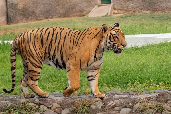 Bengal Tiger walking on concrete path. Looking Great. — Stock Photo, Image