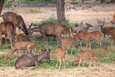 Geyik ot yiyor ve ağacın gölgesinde oturuyor