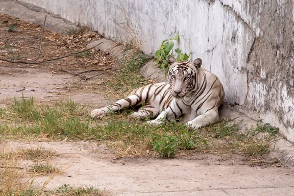 Biały Tygrys siedzi, odpoczynek w pobliżu ściany — Zdjęcie stockowe