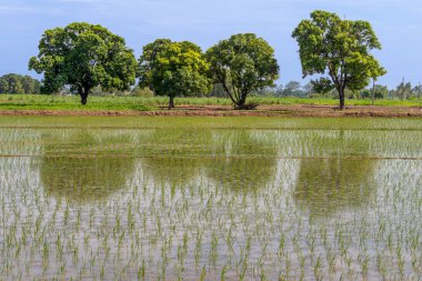 Su ile güzel yeşil genç çeltik pirinç alanı