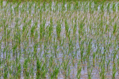 Wate ile güzel yeşil genç çeltik pirinç alanı