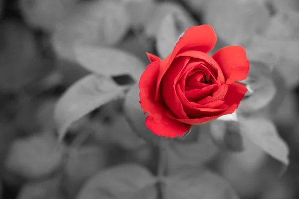 Rosa roja sobre fondo blanco y negro borroso . —  Fotos de Stock