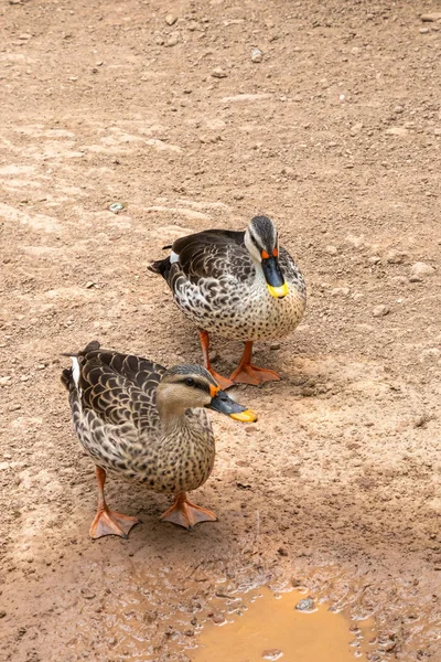 Hint spot gagalı ördek, ördek çifti — Stok fotoğraf
