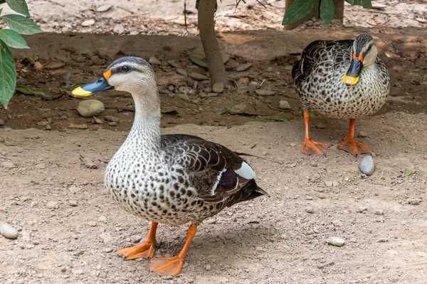 Hint spot gagalı ördek, ördek çifti. — Stok fotoğraf