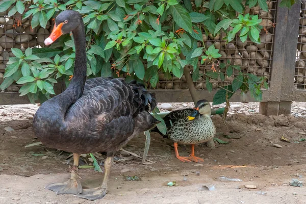 Siyah kuğu, büyük su kuşu, kuğu türü. — Stok fotoğraf