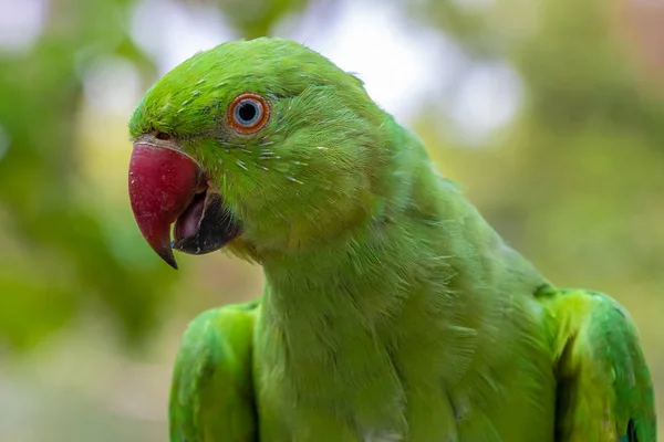 Green parrot , portrait.