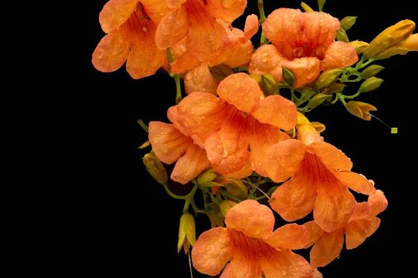 Beautiful Flower of Chinese Trumpet Vine, Isolated on Black. — Stock Photo, Image