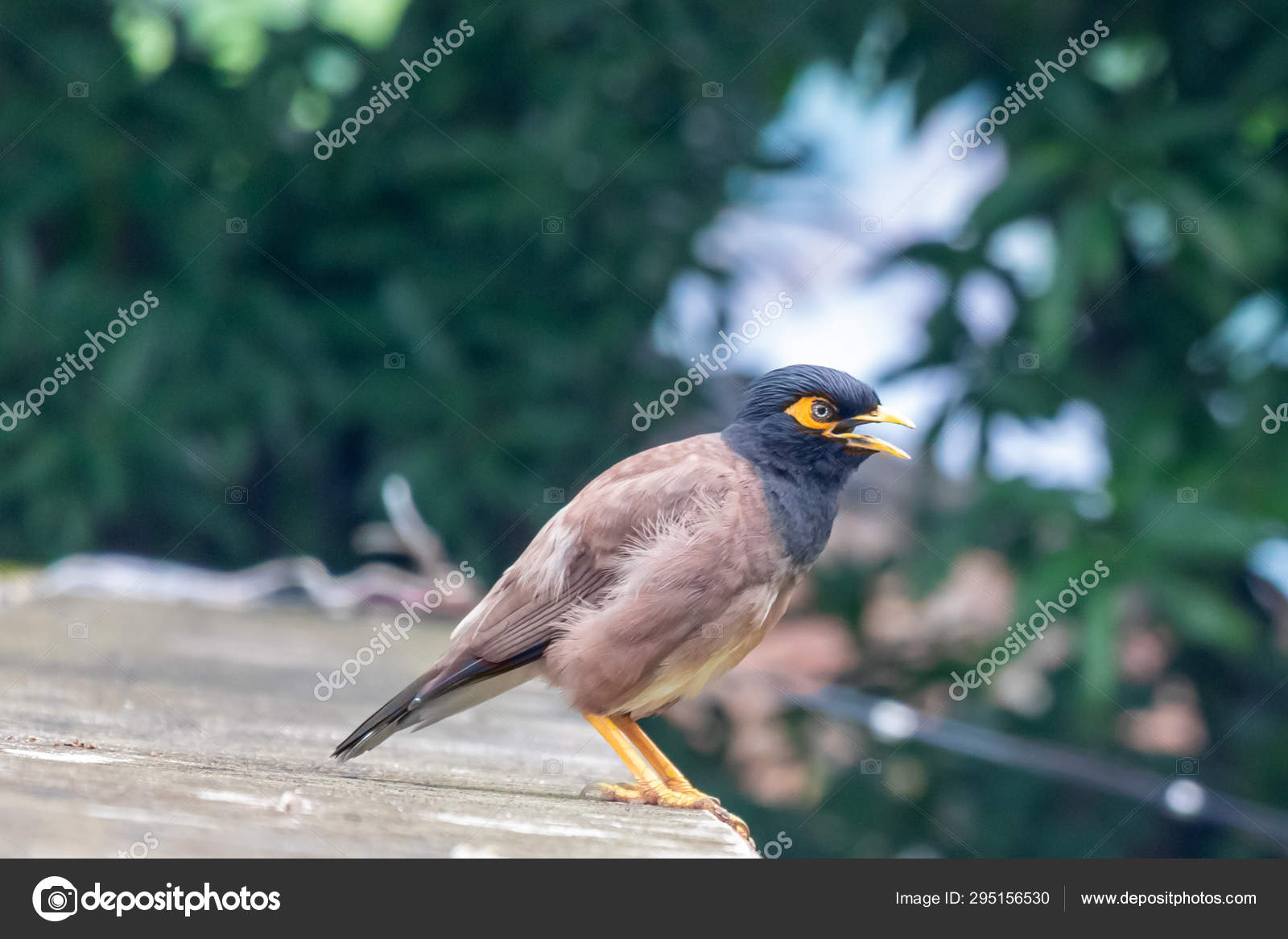 Common Myna Or Indian Myna Also Know As Mynah Or Acridotheres Tristis Stock Photo C Virenders800