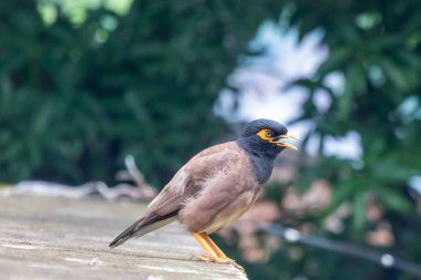 Ortak Myna veya Hint Myna da Mynah veya Acridotheres tristis olarak biliyorum.