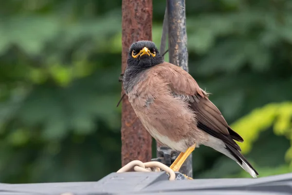 Myna commune ou Myna indienne également connue sous le nom de Mynah ou Acridotheres tristis . — Photo