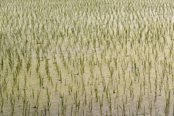 Beautiful green young paddy rice field with water, close-up view — Stock Photo, Image