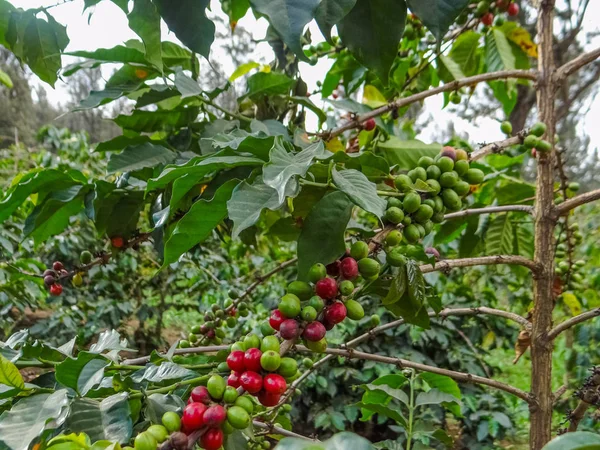 Granos de café, verde fresco y rojo granos de café maduros en el árbol . Imagen De Stock