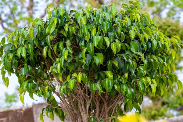 Plačící Fíkovník Strom Alias Benji Strom Zelené Listy Rostlina Přes — Stock fotografie
