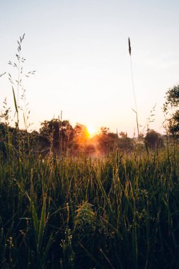 buğday tarlası üzerinde gün doğumu gün batımı