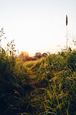 buğday tarlası üzerinde gün doğumu gün batımı