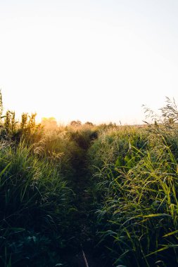 buğday tarlası üzerinde gün doğumu gün batımı