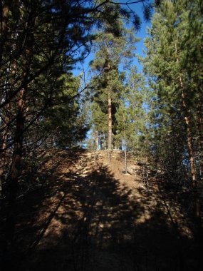 Çam ormanı güneşli bir günde