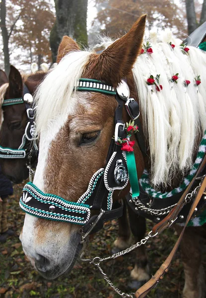 Decorated horses ready to perform at leonhardi parade