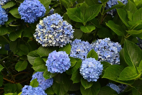 Blue Hydrangea macrophylla är en art i familjen Hydrangeaceae — Stockfoto