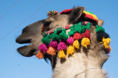 Arap deve aksesuarları ile bak Aswan Mısır '