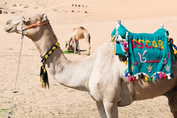 Арабский Верблюд Аксессуарами Смотреть Асуан Египет — стоковое фото