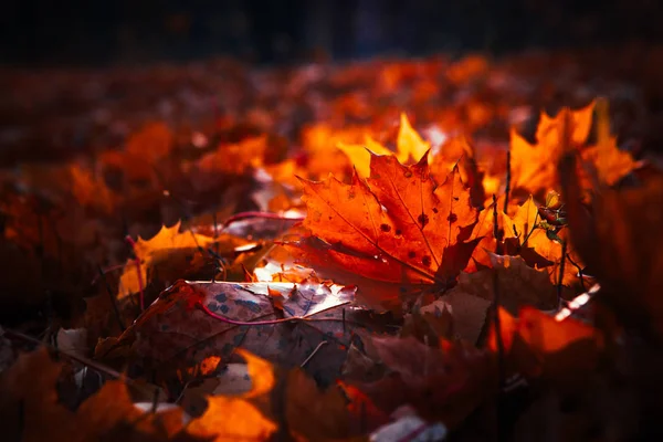 Herbstlaub Ist Groß Wald — Stockfoto