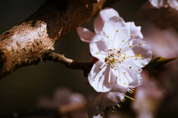 Blossoming Apricot Close Sky Background — Stock Photo, Image