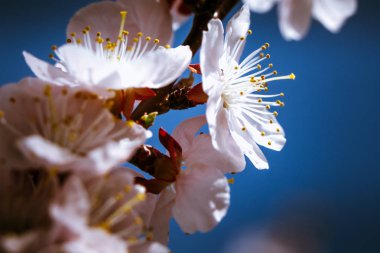 Kayısı çiçek açması yakın çekim bir gökyüzü arka plan üzerinde.